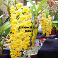 Democracycast cover
