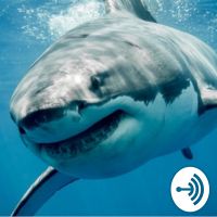 Shark Tsunami cover