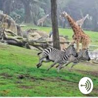 Zoo Days cover